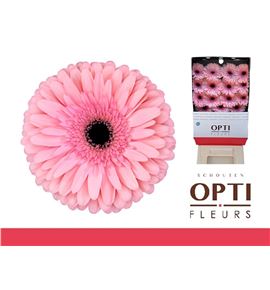 Gerbera estrella 50 x15 - GEREST5015