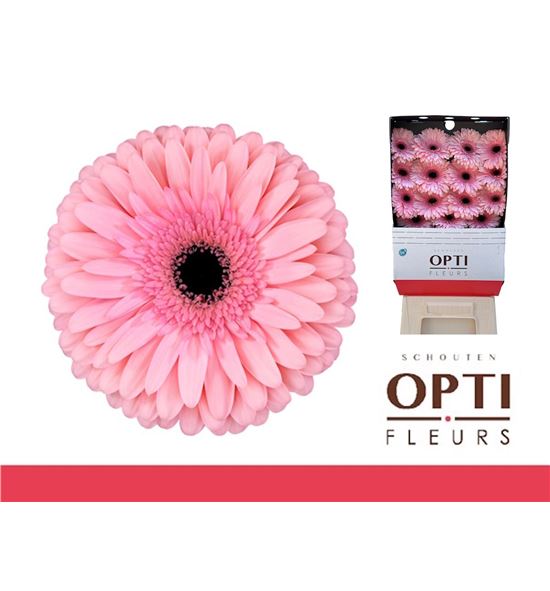 Gerbera estrella 50 x15 - GEREST5015