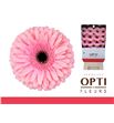 Gerbera estrella 50 x15 - GEREST5015
