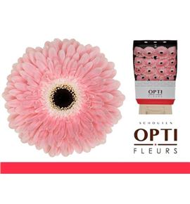Gerbera graceland 50 x15 - GERGRA5015