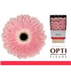 Gerbera graceland 50 x15 - GERGRA5015