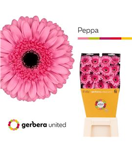 Gerbera peppa 50 x15 - GERPEP5015