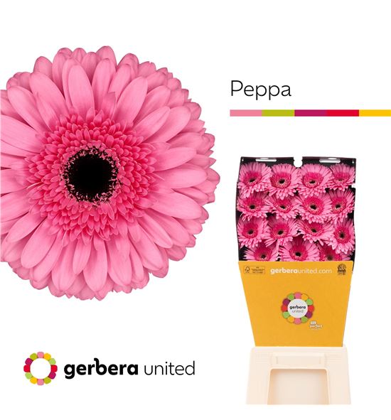 Gerbera peppa 50 x15 - GERPEP5015