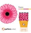 Gerbera peppa 50 x15 - GERPEP5015
