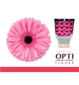 Gerbera tyler 50 x15 - GERTYL5015