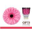 Gerbera tyler 50 x15 - GERTYL5015