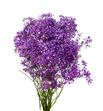 Gyps mill star morado 70 - GYPMILMOR