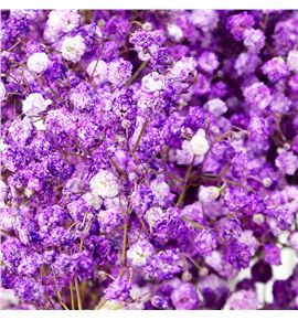 Gyps mill star morado 70 - GYPMILMOR