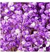 Gyps mill star morado 70 - GYPMILMOR1