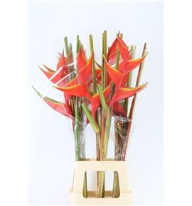 Heliconia bihai 90 - HELBIH