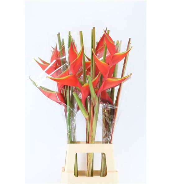 Heliconia bihai 90 - HELBIH