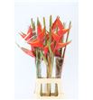 Heliconia bihai 90 - HELBIH
