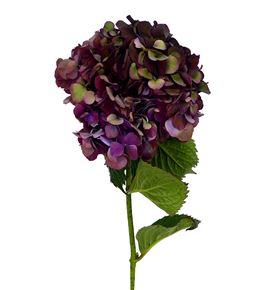 Hydr dark ruby classic 60 - HYDDARRUBCLA