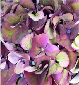 Hydr dark ruby classic 60 - HYDDARRUBCLA
