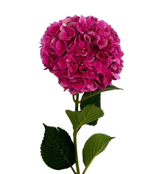 Hydr pink ruby 80 - HYDPINRUB