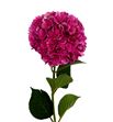 Hydr pink ruby 80 - HYDPINRUB