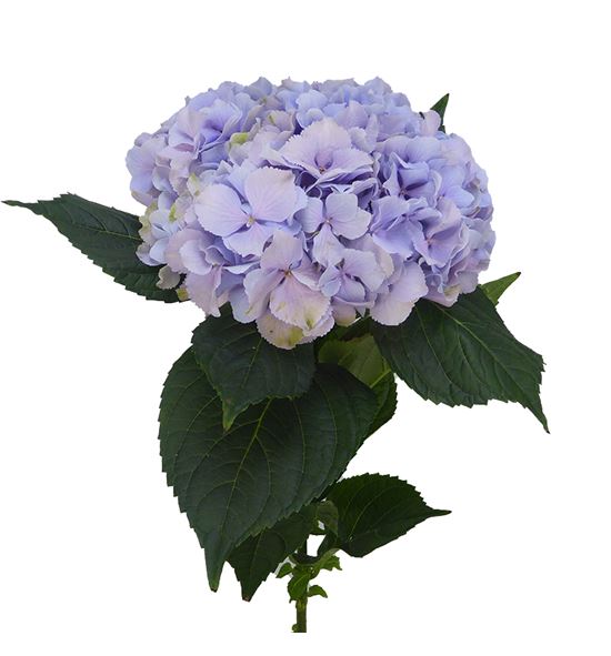 Hydr royal benefit 60 - HYDROYBEN