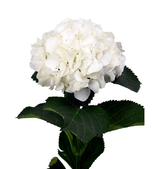 Hydr white xl 60 - HYDSCH