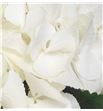 Hydr white xl 60 - HYDSCH2