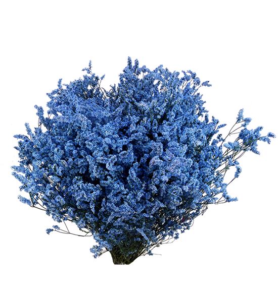 Limonium chino teñido azul - LIMCHITENAZU