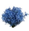 Limonium chino teñido azul - LIMCHITENAZU