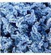 Limonium chino teñido azul - LIMCHITENAZU1