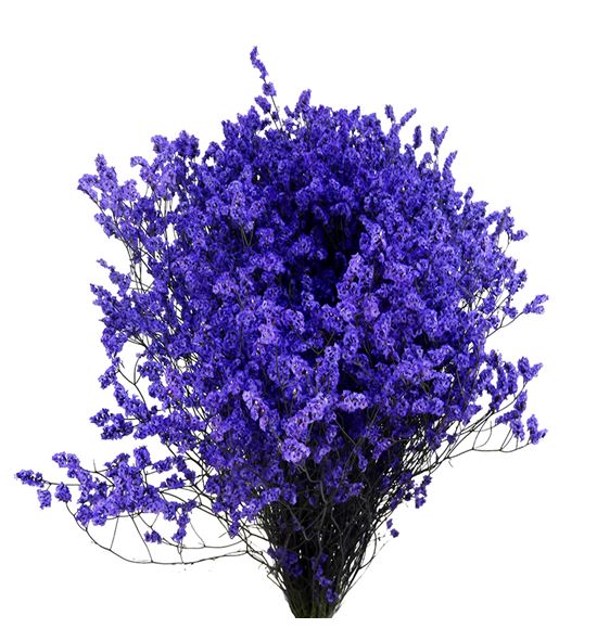 Limonium chino teñido morado - LIMCHITENMOR