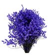 Limonium chino teñido morado - LIMCHITENMOR