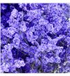 Limonium chino teñido morado - LIMCHITENMOR1