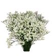 Limonium china white 60 - LIMCLEDIA