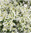 Limonium china white 60 - LIMCLEDIA1