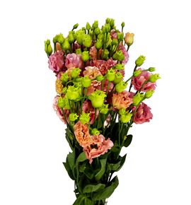 Lisianthus sabrina orange 70 - LISSABORA