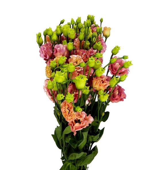 Lisianthus sabrina orange 70 - LISSABORA