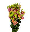 Lisianthus sabrina orange 70 - LISSABORA