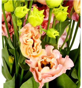 Lisianthus sabrina orange 70 - LISSABORA