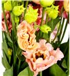 Lisianthus sabrina orange 70 - LISSABORA1