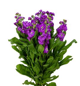Matthiola deep rose 65 - MATDEEROS