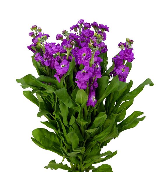 Matthiola deep rose 65 - MATDEEROS