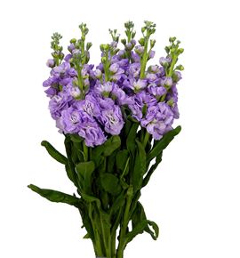 Matthiola iron marine 65 - MATIROMAR