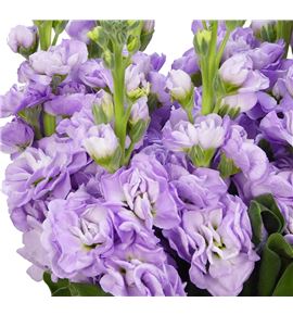 Matthiola iron marine 65 - MATIROMAR