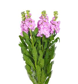 Matthiola iron pink 65 - ALHROS