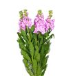 Matthiola iron pink 65 - ALHROS