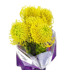 Nutan ayoba yellow 50 x5 - NUTHITGOL