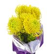 Nutan ayoba yellow 50 x5 - NUTHITGOL