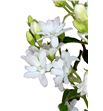 Oxypetalum perfect white 55 - OXYPINWHIDOU2