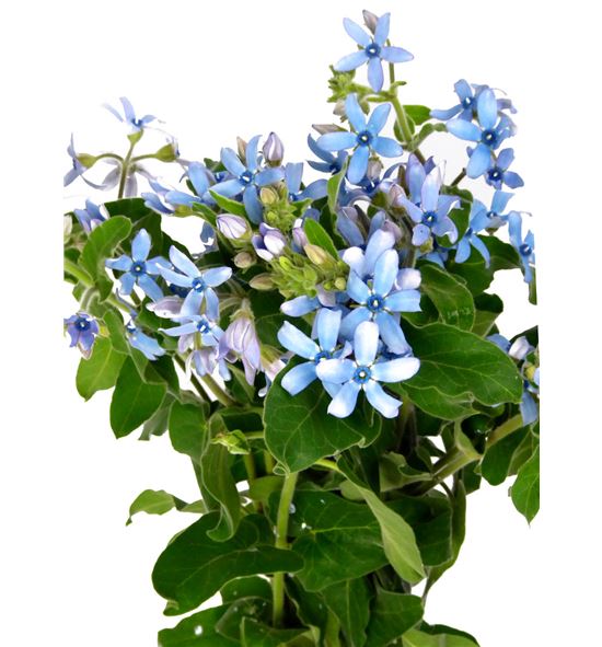 Oxypetalum pure blue 55 - OXYHEA