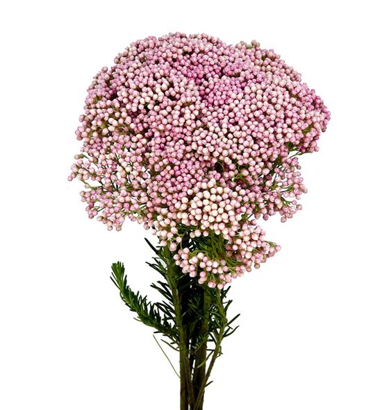Ozoth coods tall pinks 60 - OZOCOOTALPIN