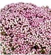 Ozoth coods tall pinks 60 - OZOCOOTALPIN1