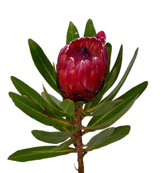 Protea red ice 30 - PROREDICE