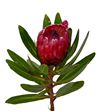 Protea red ice 30 - PROREDICE